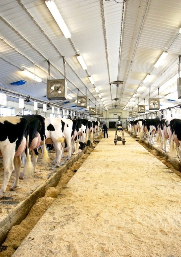 dairy-barn